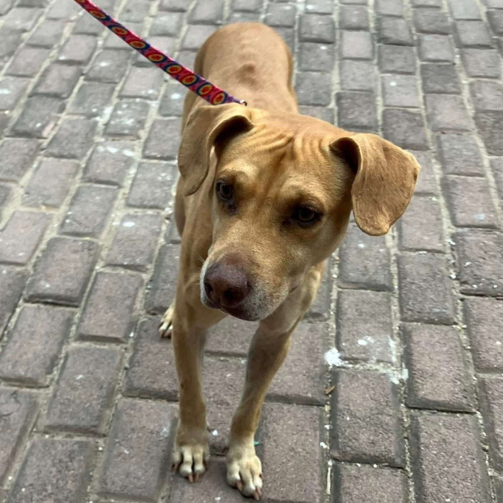 Pixie, an adoptable Mixed Breed in Bend, OR, 97702 | Photo Image 3