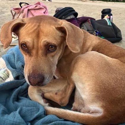 Pixie, an adoptable Mixed Breed in Bend, OR, 97702 | Photo Image 4
