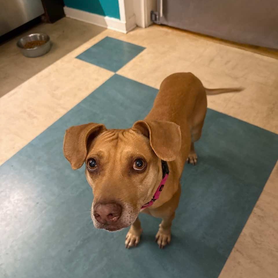 Pixie, an adoptable Mixed Breed in Bend, OR, 97702 | Photo Image 5