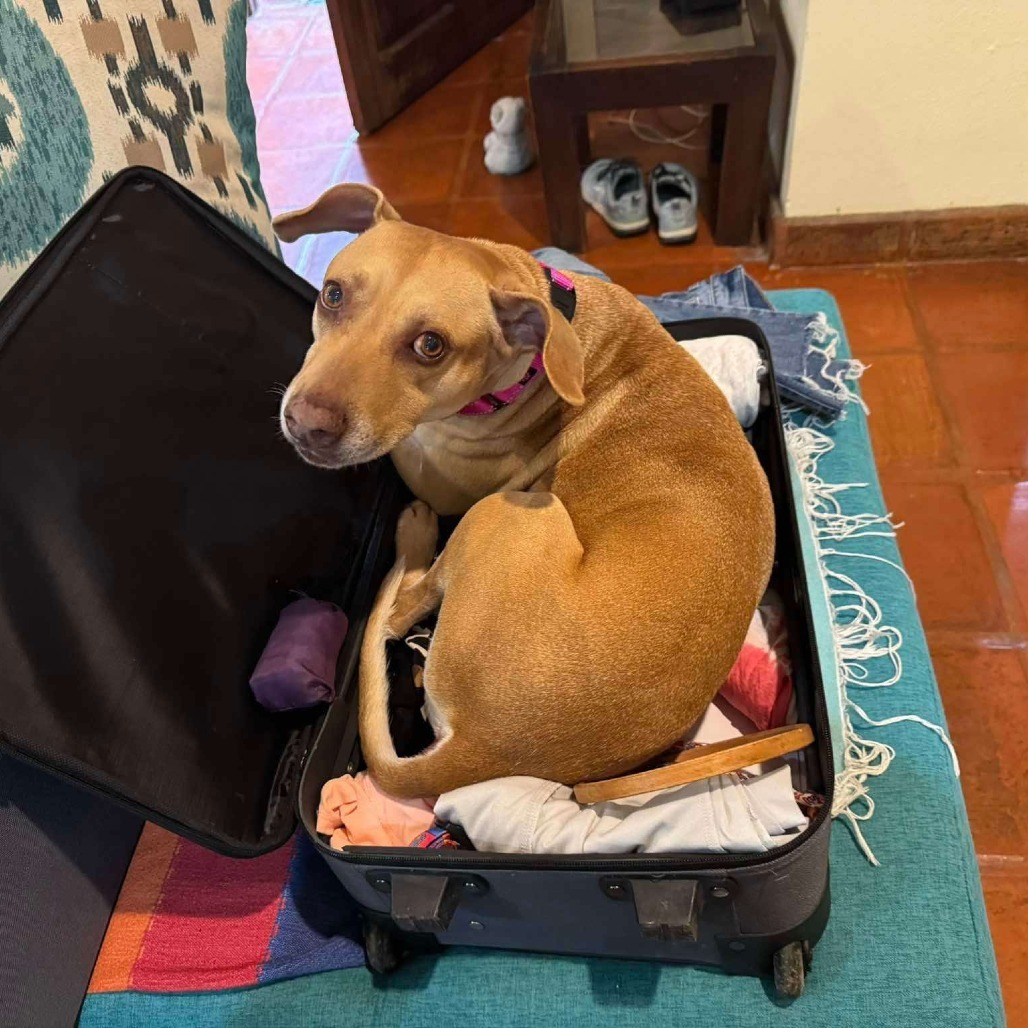 Pixie, an adoptable Mixed Breed in Bend, OR, 97702 | Photo Image 6
