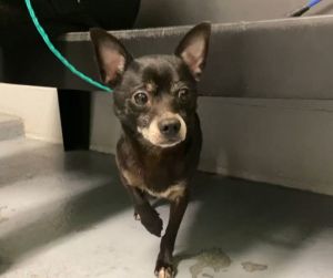 Tank Chihuahua Dog