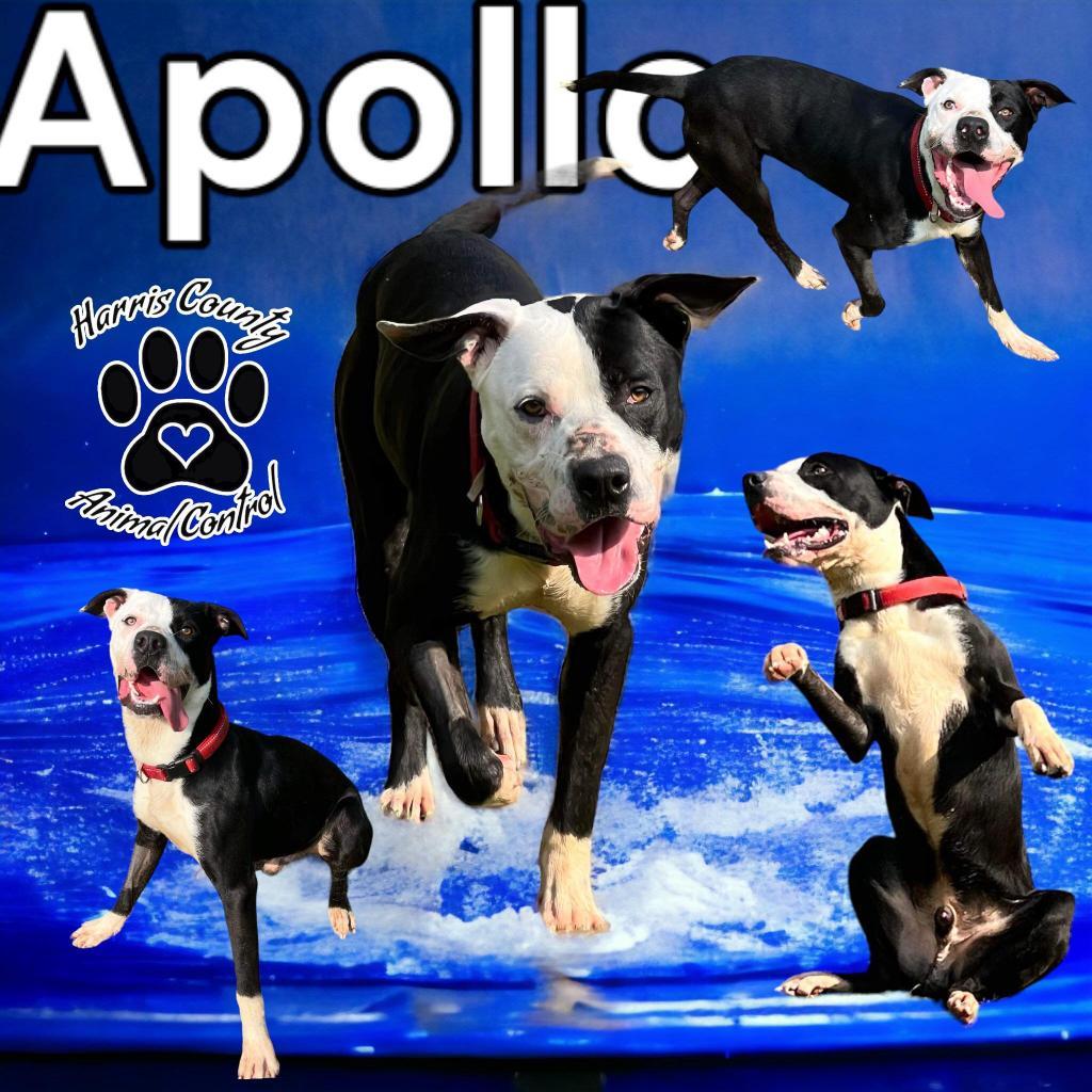 Apollo