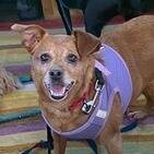Gabby Chihuahua Dog