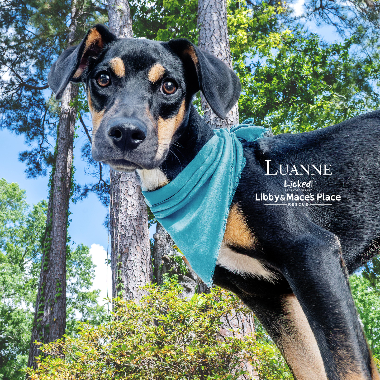 Luanne