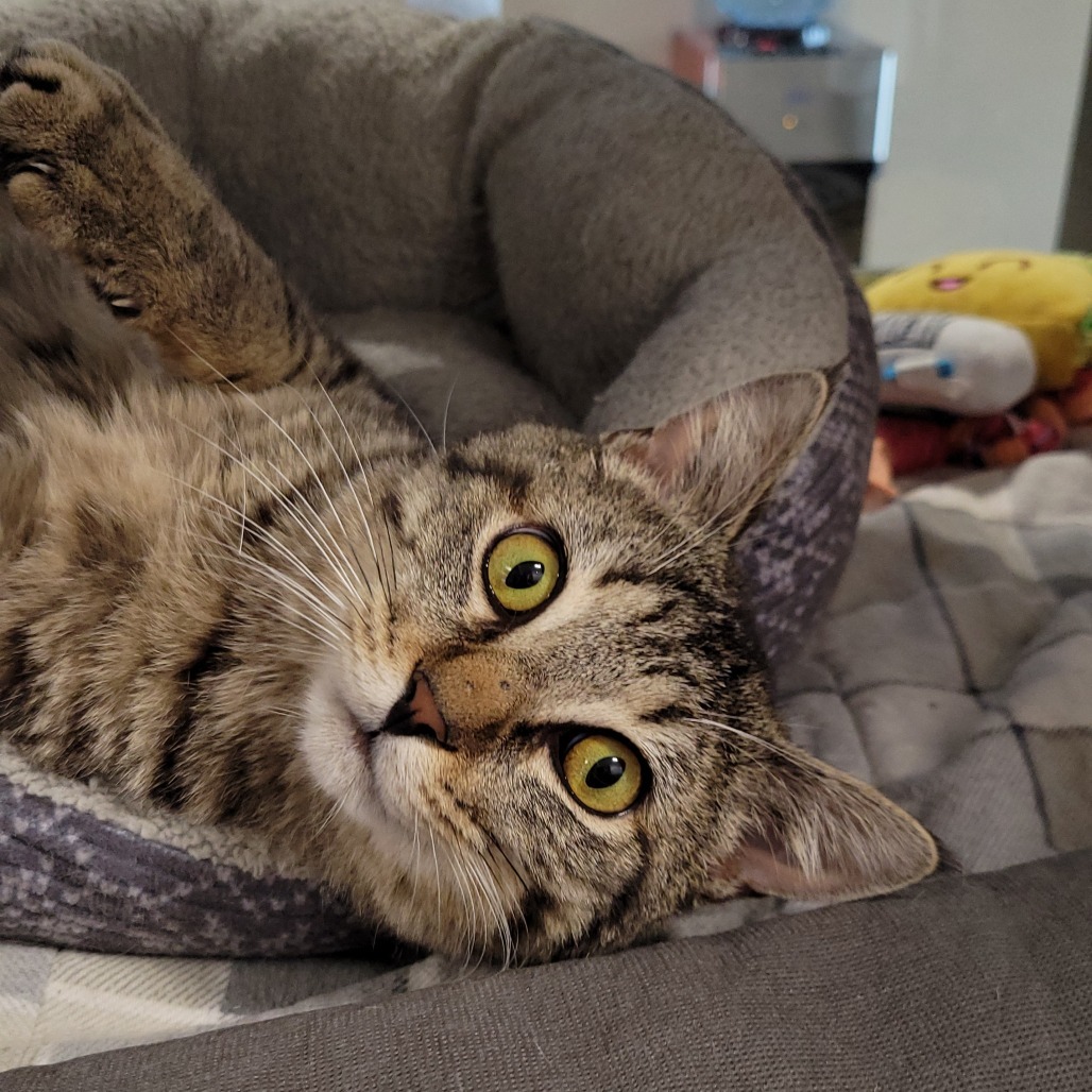 Roo