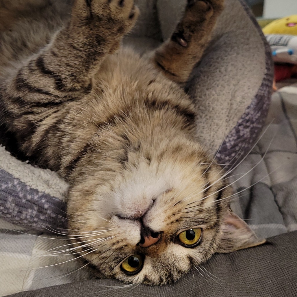 Roo
