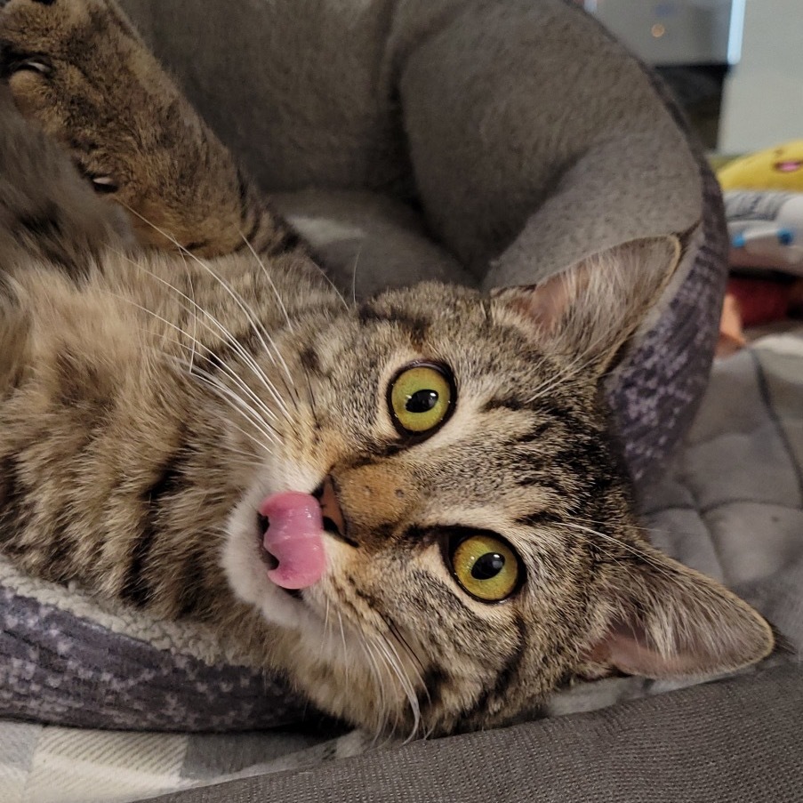 Roo