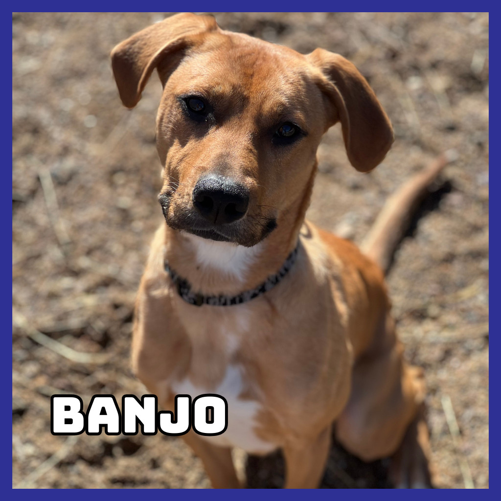 Banjo, an adoptable Black Mouth Cur, Mixed Breed in Glenwood, MN, 56334 | Photo Image 1