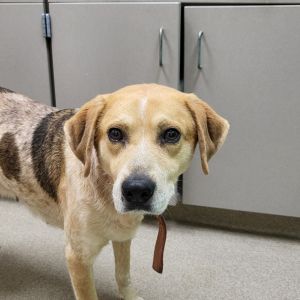 Jubilee, Adult Female Mixed Breed