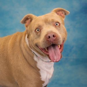 Morgan, Adult Male Pit Bull Terrier