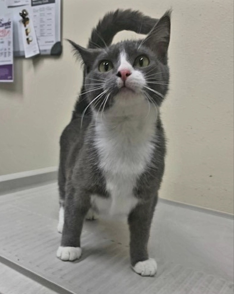 Wren, an adoptable Domestic Short Hair in Ladysmith, WI, 54848 | Photo Image 1