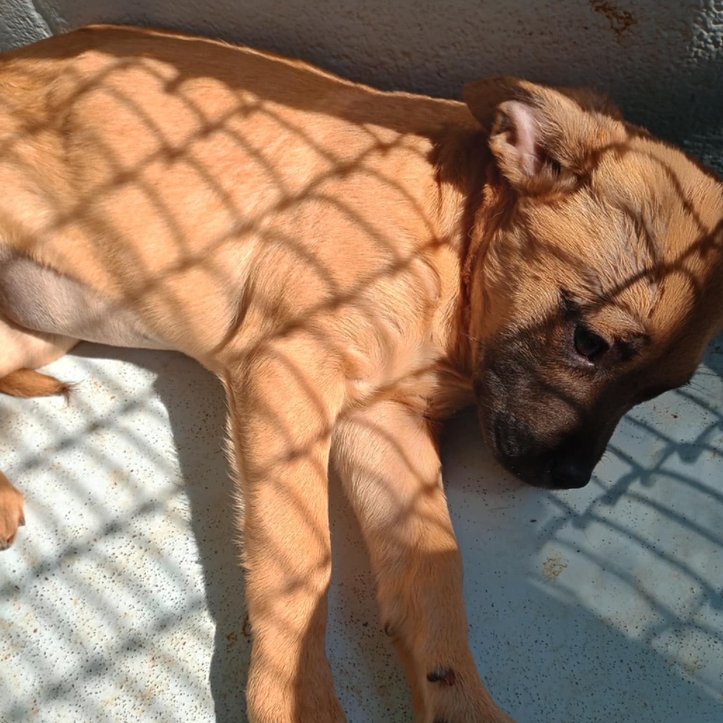 Sleepy 25-03-011