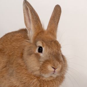 Brody, Young Male Bunny Rabbit