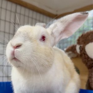 Yuki, Young Female Californian