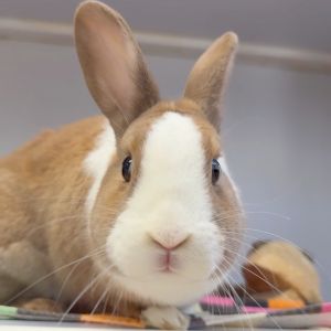 Jimmy Buffett, Adult Male Dutch