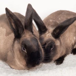 Sandy / Bernard, Young Female American Sable
