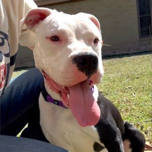 LAYLA DAKOTA, Young Female Pit Bull Terrier
