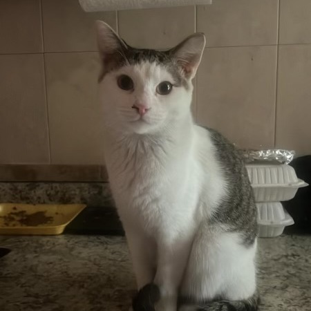 Paquito
