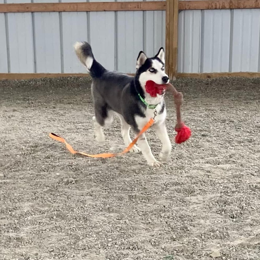 Yukon