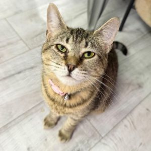Bossy is well exactly that She is looking for a home where shell be in charge and get all the