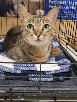 Doritos, Adult Female Domestic Short Hair