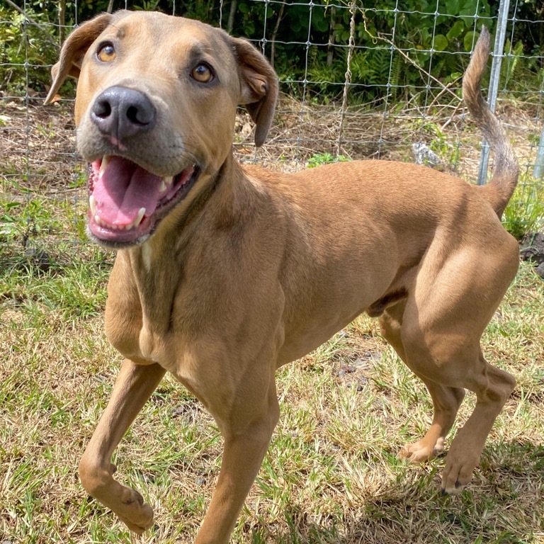 Jalapeno, an adoptable Catahoula Leopard Dog in Keaau, HI, 96749 | Photo Image 1