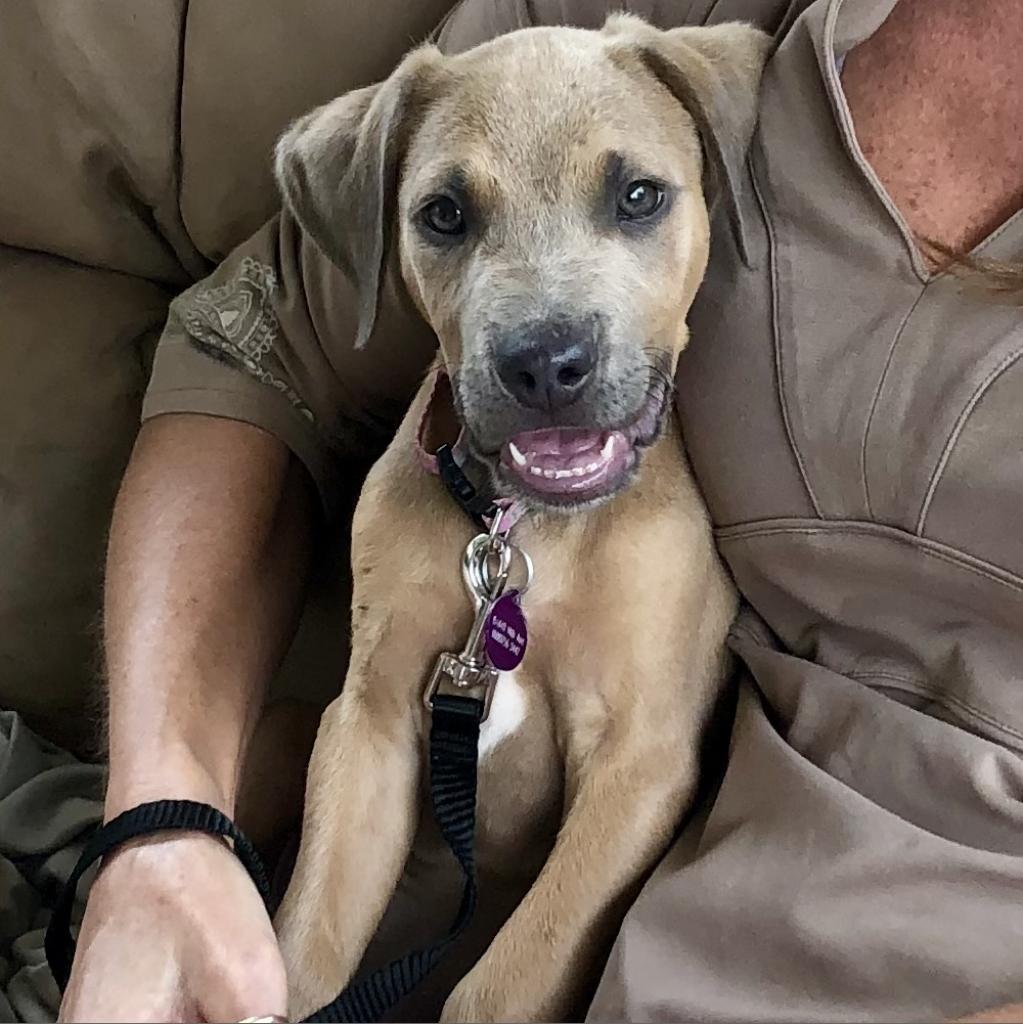 Jalapeno, an adoptable Catahoula Leopard Dog in Keaau, HI, 96749 | Photo Image 2