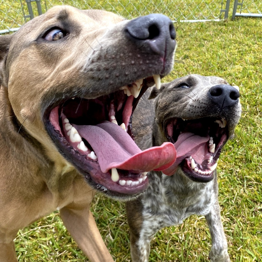 Jalapeno, an adoptable Catahoula Leopard Dog in Keaau, HI, 96749 | Photo Image 3