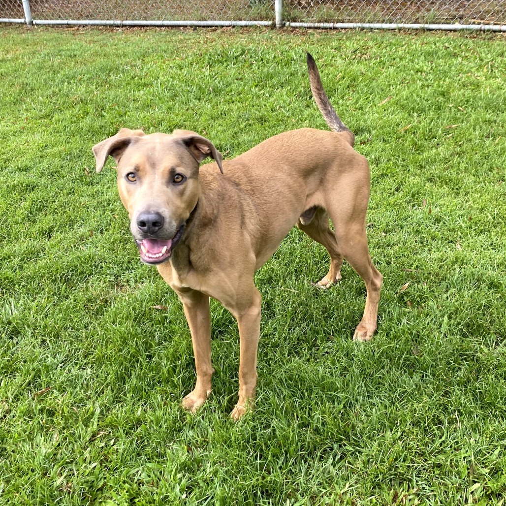 Jalapeno, an adoptable Catahoula Leopard Dog in Keaau, HI, 96749 | Photo Image 4