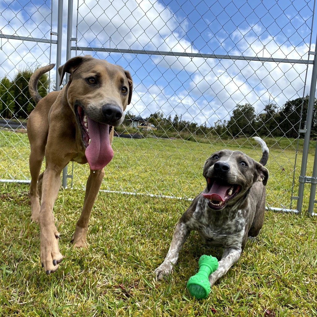 Jalapeno, an adoptable Catahoula Leopard Dog in Keaau, HI, 96749 | Photo Image 4