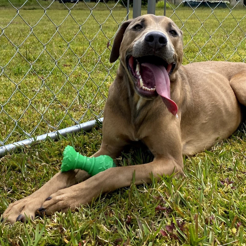 Jalapeno, an adoptable Catahoula Leopard Dog in Keaau, HI, 96749 | Photo Image 5