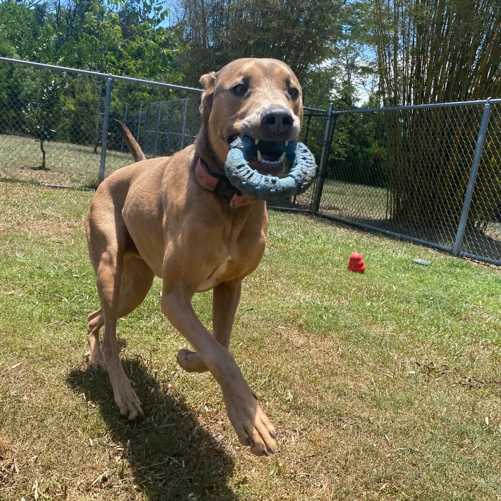 Jalapeno, an adoptable Catahoula Leopard Dog in Keaau, HI, 96749 | Photo Image 5