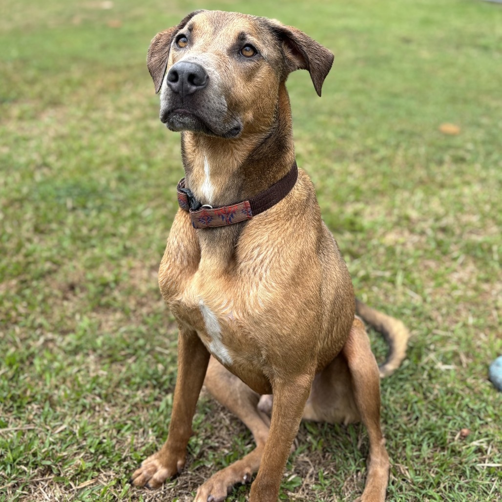 Jalapeno, an adoptable Catahoula Leopard Dog in Keaau, HI, 96749 | Photo Image 6