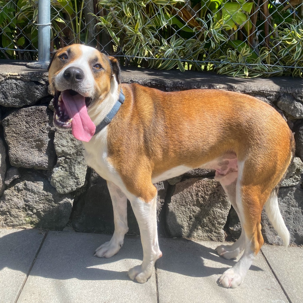 Itachi (Plum), an adoptable Mixed Breed in Keaau, HI, 96749 | Photo Image 1