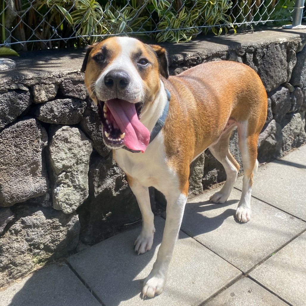 Itachi (Plum), an adoptable Mixed Breed in Keaau, HI, 96749 | Photo Image 2