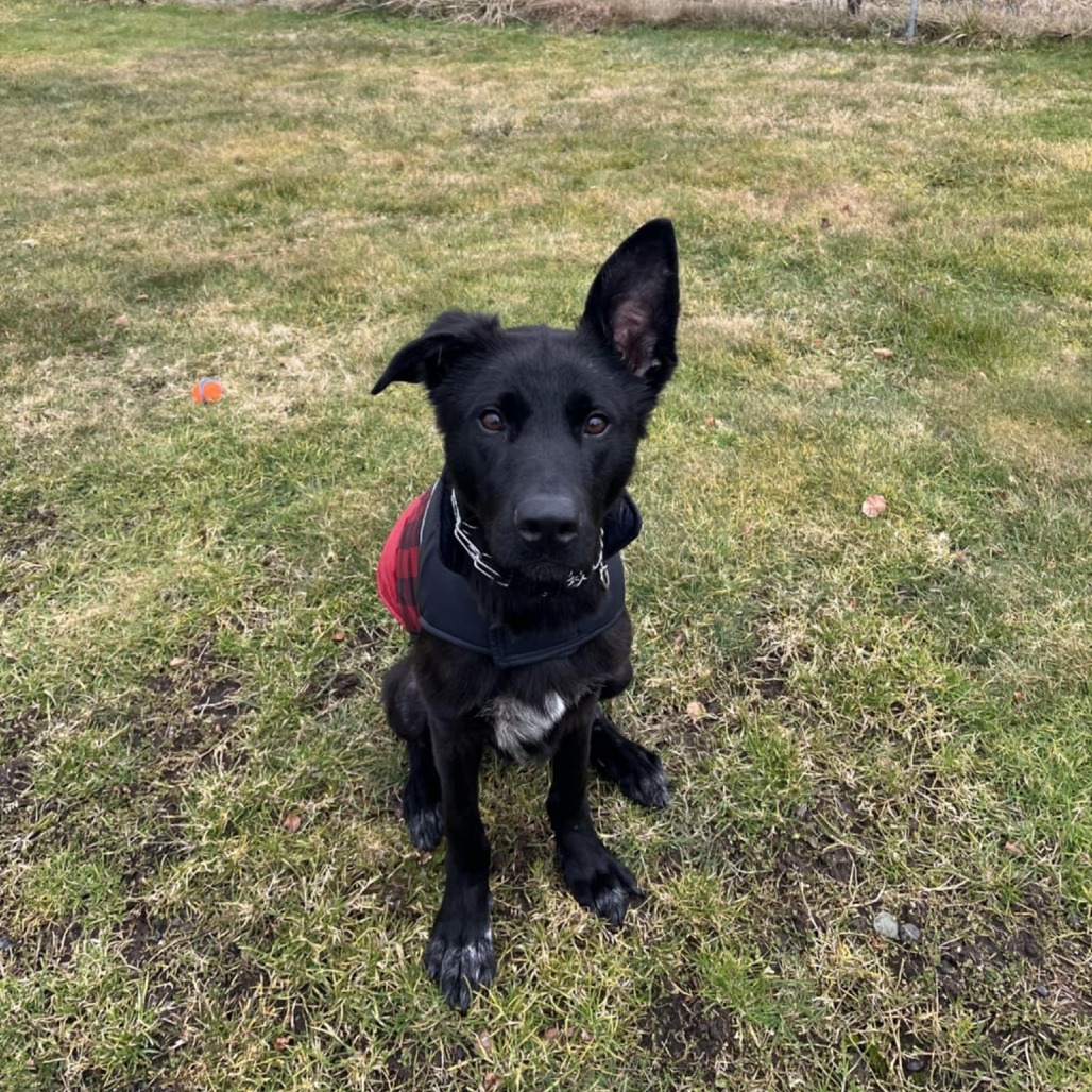 Nox, an adoptable Shepherd, Black Labrador Retriever in Maple Falls, WA, 98266 | Photo Image 1