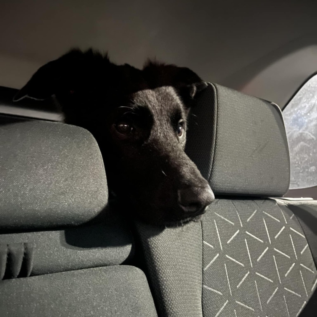 Nox, an adoptable Shepherd, Black Labrador Retriever in Maple Falls, WA, 98266 | Photo Image 2