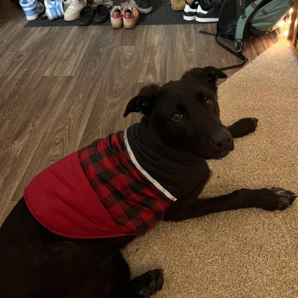 Nox, an adoptable Shepherd, Black Labrador Retriever in Maple Falls, WA, 98266 | Photo Image 3