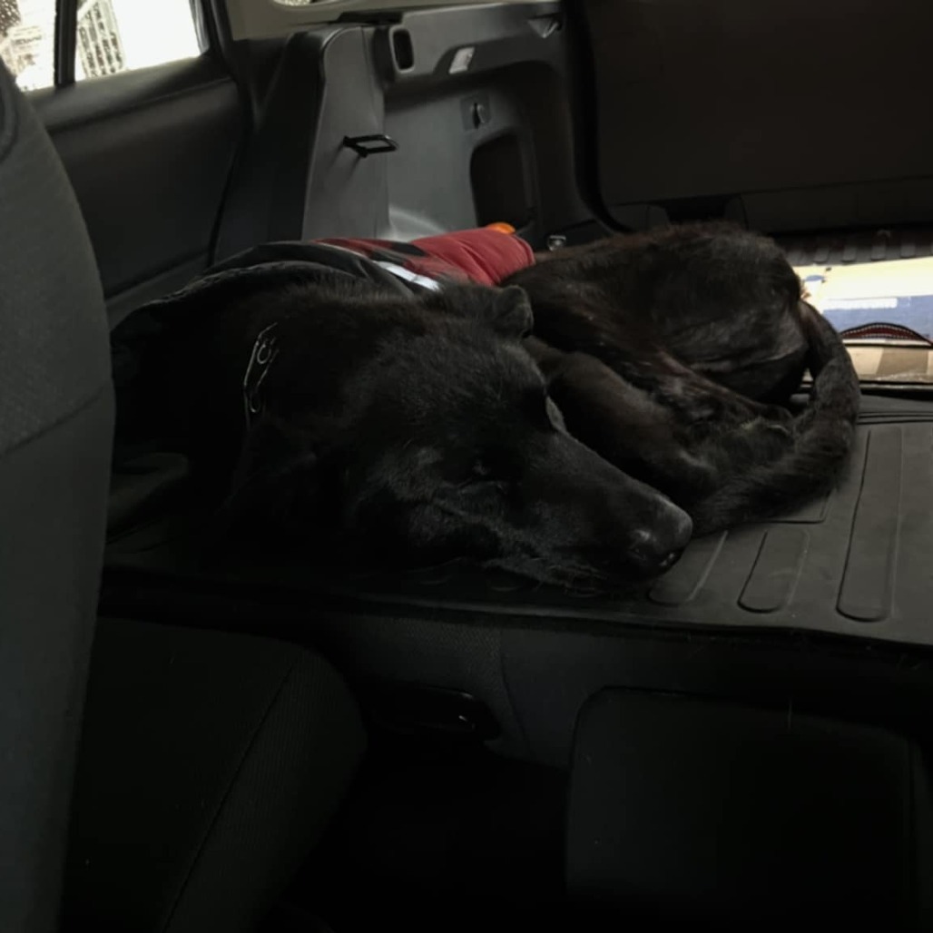 Nox, an adoptable Shepherd, Black Labrador Retriever in Maple Falls, WA, 98266 | Photo Image 4