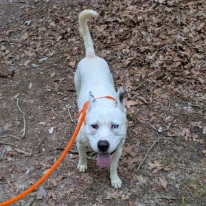 Ice Ice Baby 25-0101, Adult Male Husky