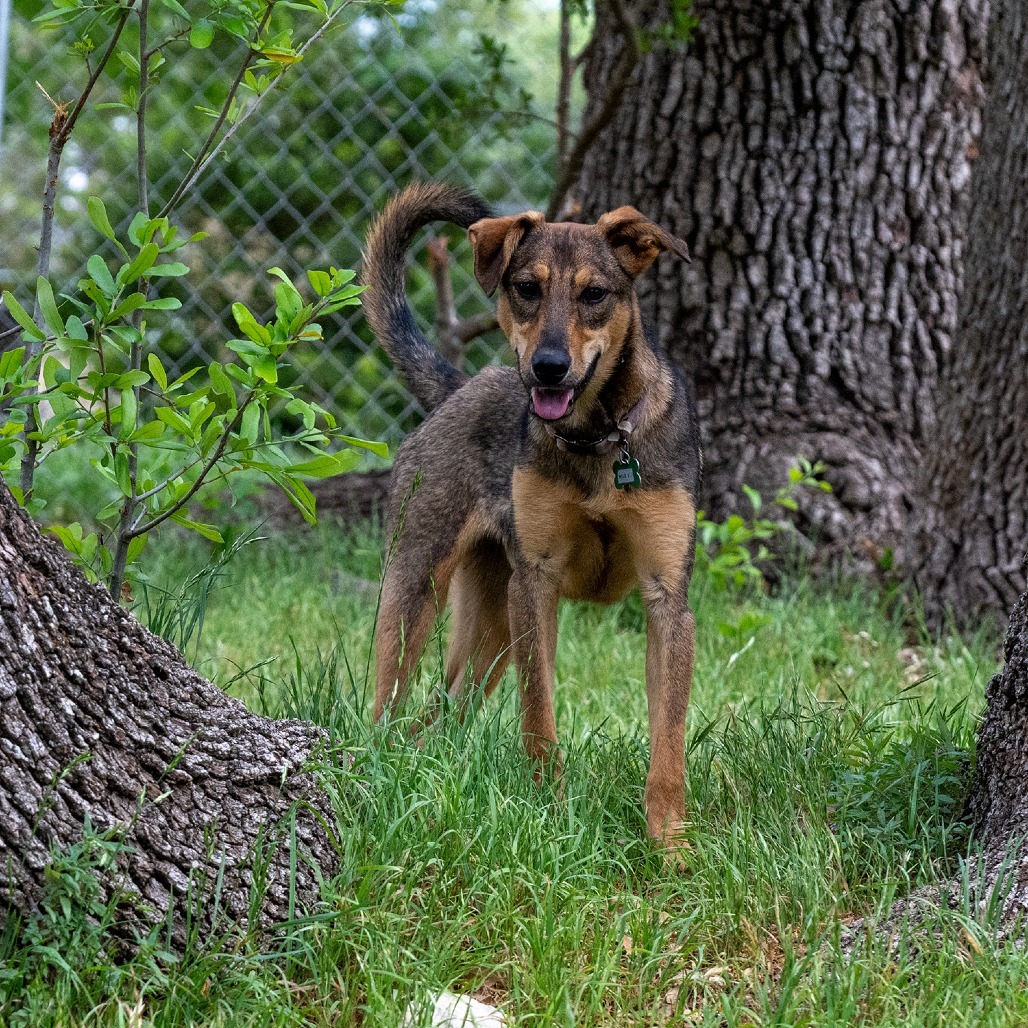 Wile E. Coyote