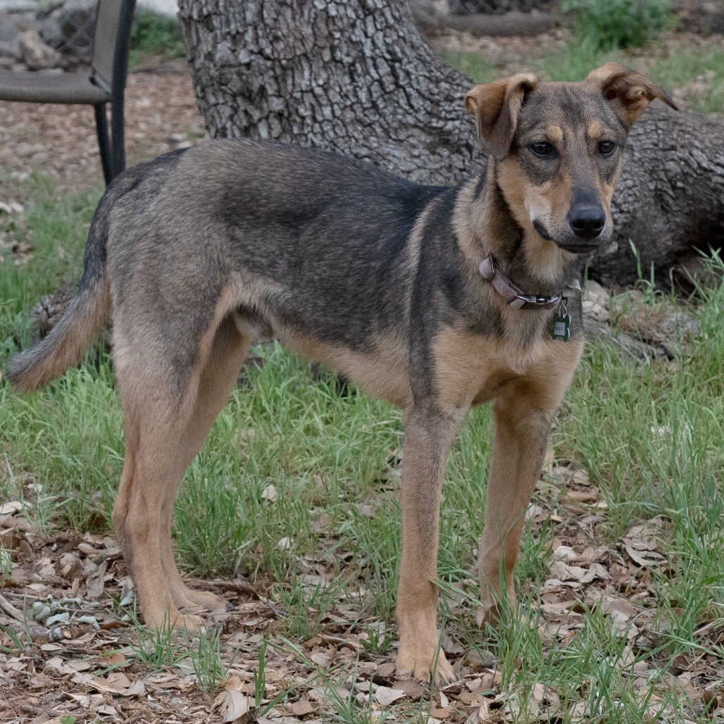 Wile E. Coyote