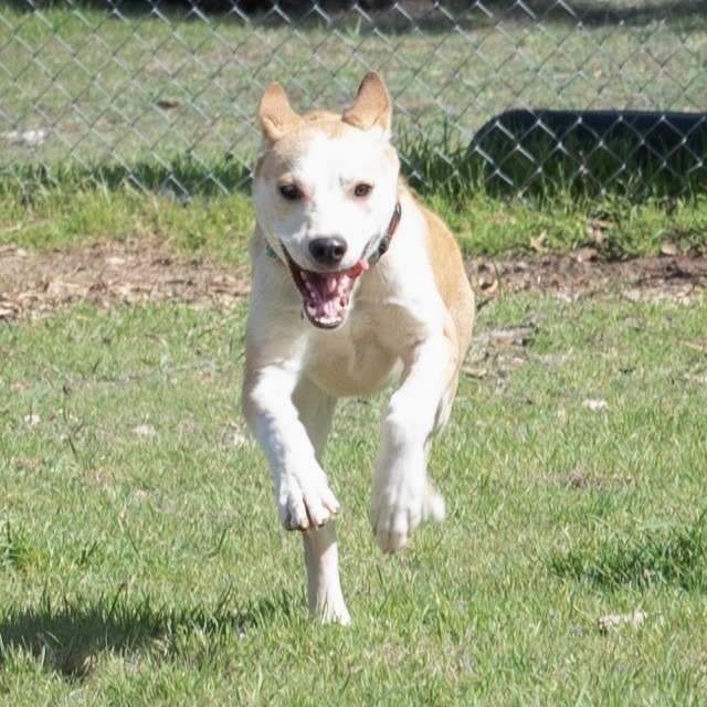 Speedy
