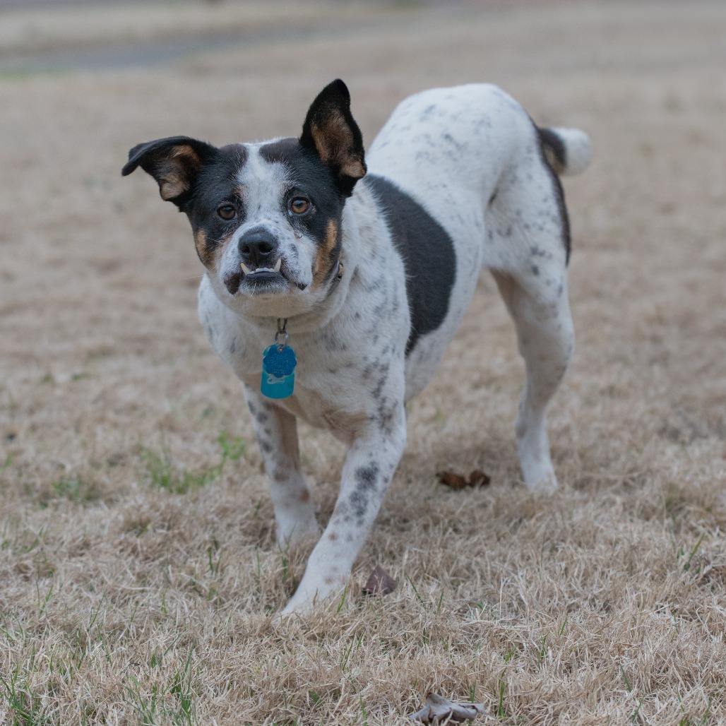 Lilo (Formerly Wish)