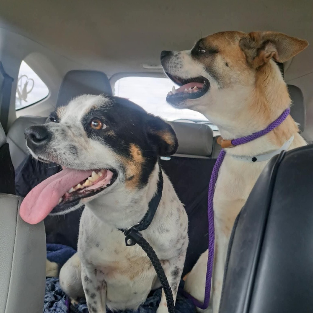 Lilo (Formerly Wish)
