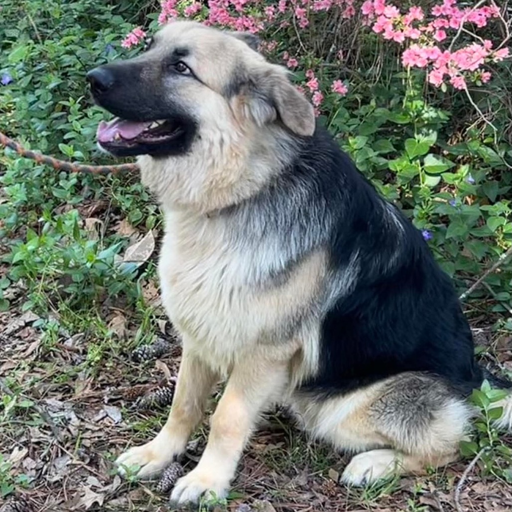 Apollo