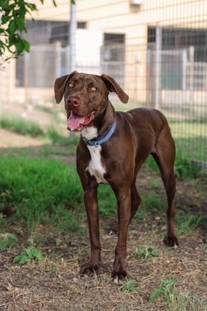 Brodie (Winston)
