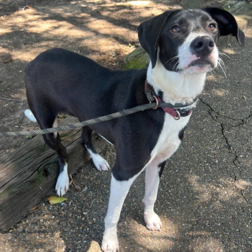Jack II, an adoptable Border Collie, Labrador Retriever in Wadena, MN, 56482 | Photo Image 1