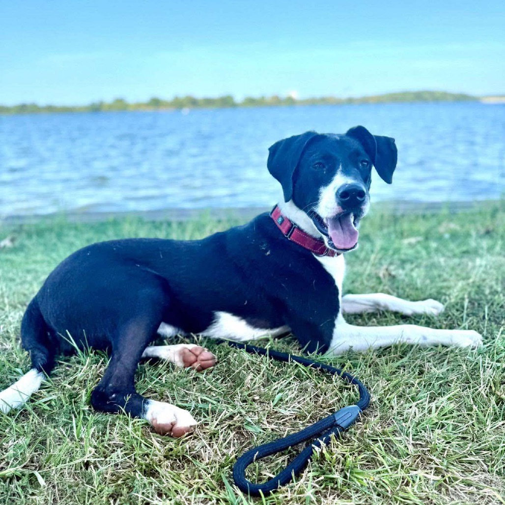 Jack II, an adoptable Border Collie, Labrador Retriever in Wadena, MN, 56482 | Photo Image 1