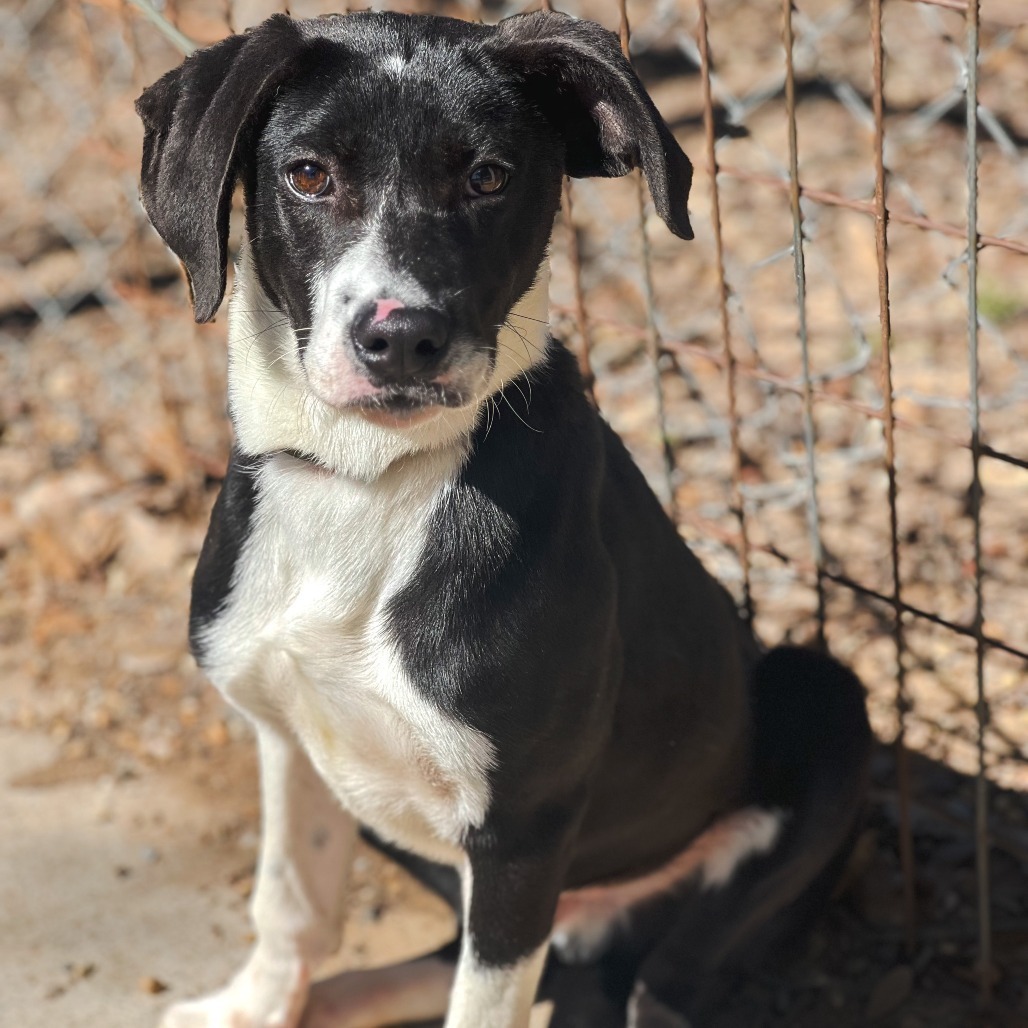 Jack II, an adoptable Border Collie, Labrador Retriever in Wadena, MN, 56482 | Photo Image 2
